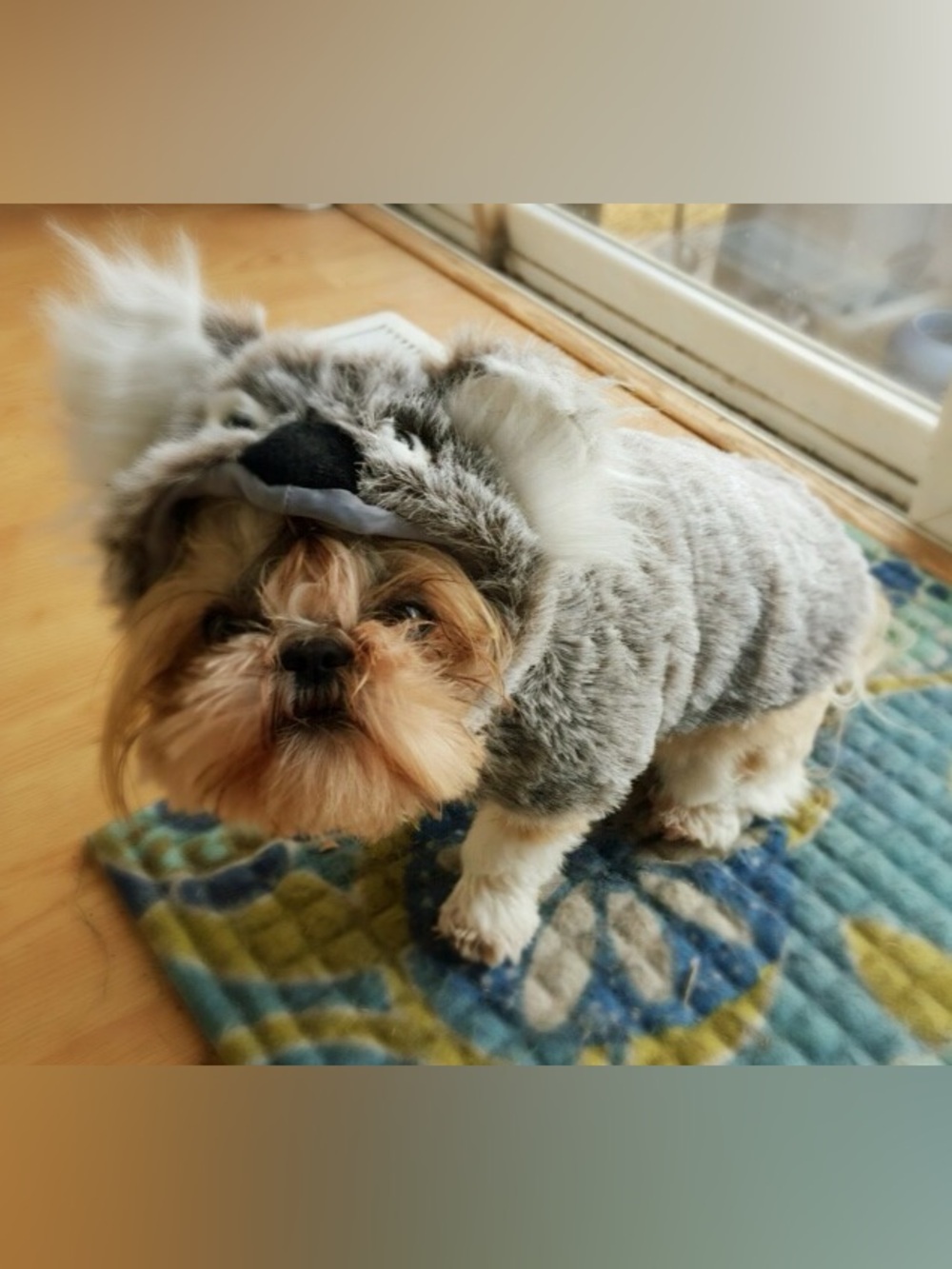Cozy Grey Plush Dog Hoodie with Faux Fur Ears